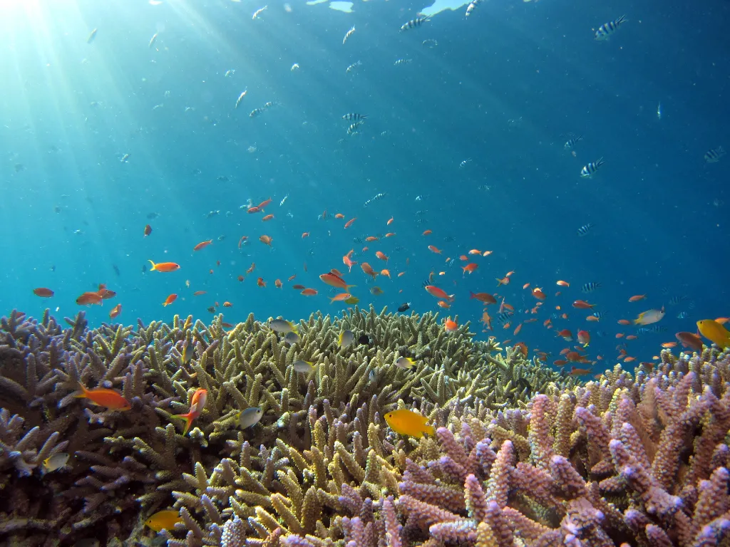 Najpiękniejsze miejsca z rafą koralową