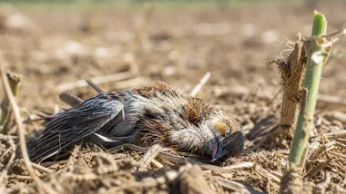 Padłe ptaki mogą oznaczać poważne zagrożenie dla gospodarstw