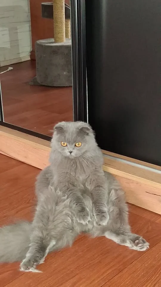 Grafika promocyjna wydarzenia Opieka dla kotka — szukana opiekunka w Ełku (7–15 stycznia 2026)