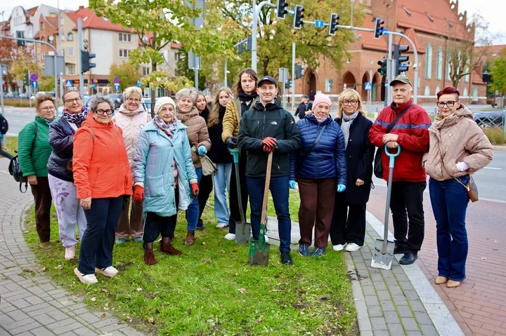 Ełckie Amazonki posadziły kolejne żonkile. Wiosną centrum znów zakwitnie