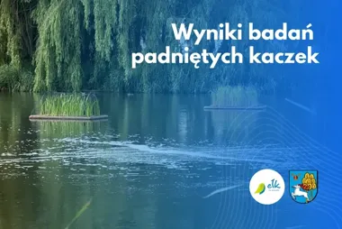 Martwe kaczki na osiedlu Północ II. Badania wykluczyły choroby zakaźne