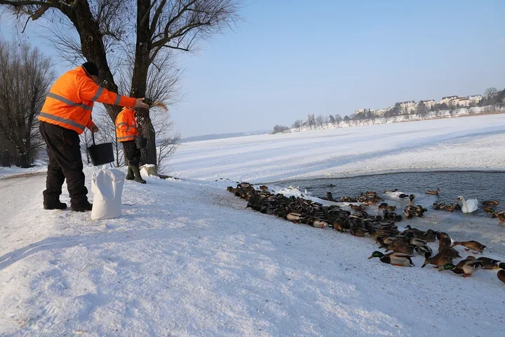 Ełk - zorganizowane dokarmianie ptaków wodnych zimą wspiera kaczki i łabędzie